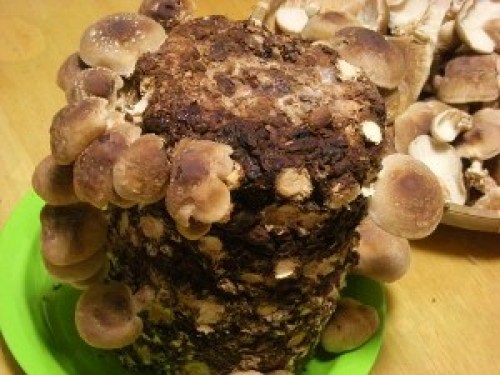 DSCN1627 (300x225).jpg