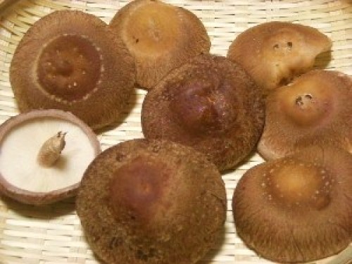 DSCN7537 (300x225).jpg