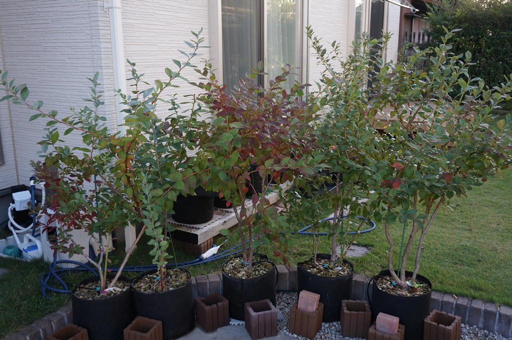 18年度ブルーベリー鉢増しの開始 ゆずちゃんの庭 楽天ブログ