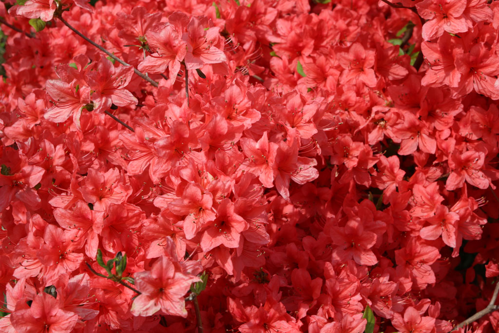Rhododendron09.JPG