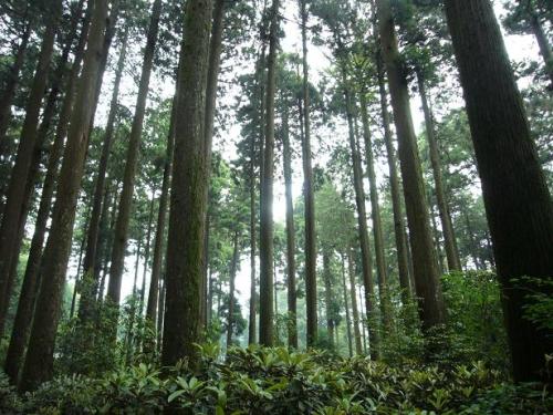 2012 6 23 箱根神社.JPG