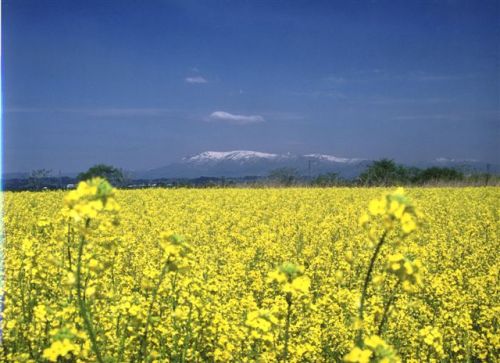 菜の花写真.jpg