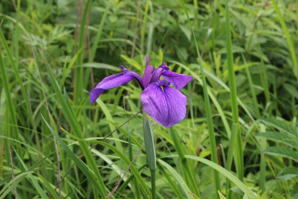 ノハナショウブ