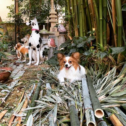 狂犬病注射で血便 瀕死状態 獣医と手を切り 鶏の骨の食事で健康回復 愛犬問題 犬の身になって考えてみよう 楽天ブログ