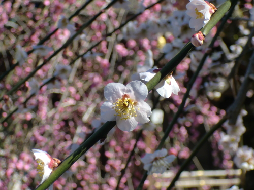 北野天満宮の梅2013-2.JPG