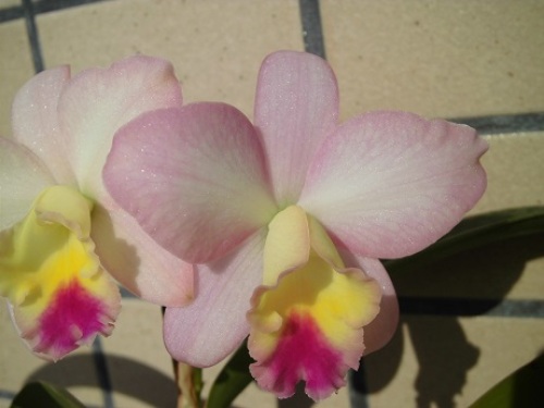 ピンクの花.jpg