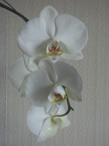 RIMG0032.JPG