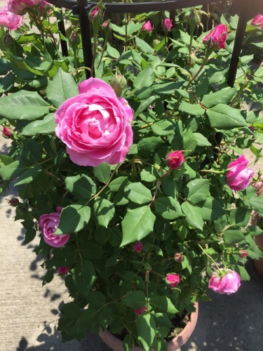 2016-04-29 11.37.07 - コピー.jpg