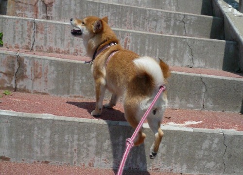上り３.JPG