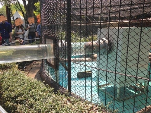 カワウソ６.jpg