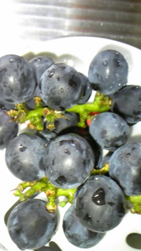 ８月１７日 005.JPG