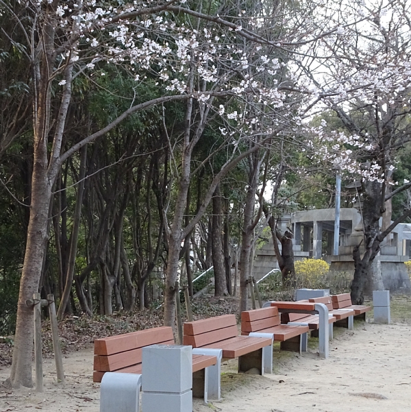 比治山公園の桜 大ボケ日記 楽天ブログ