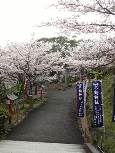 2.2016年桜 宮地嶽神社 (17).JPG