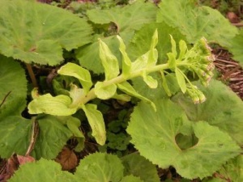 DSCN6575 (300x225).jpg