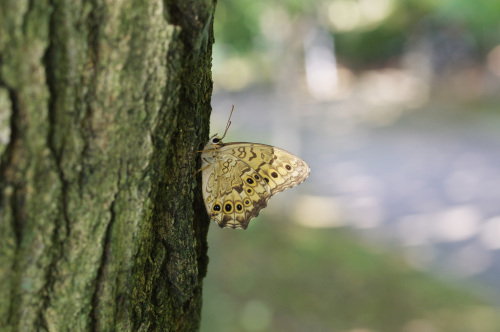 サトキマダラヒカゲ