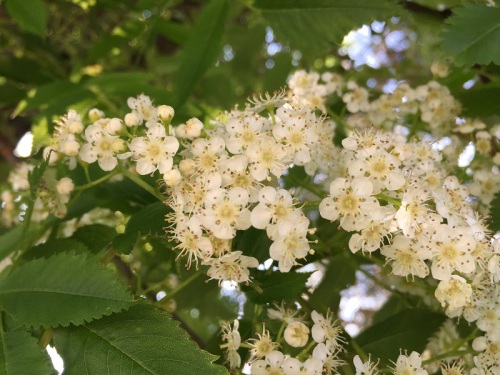 ナナカマドの花.JPG