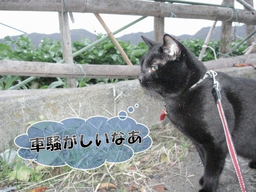 チャン9.jpg