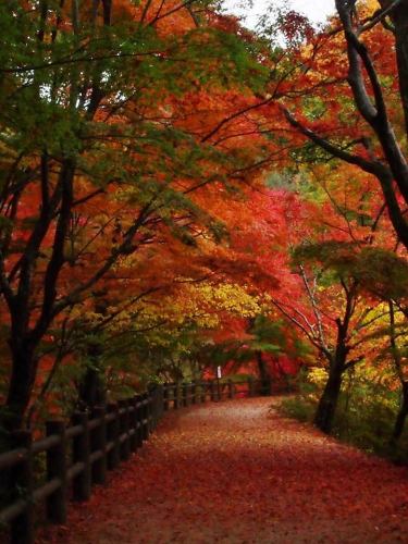 神戸市立森林植物園森林ライトアップもみじ散策２.jpg