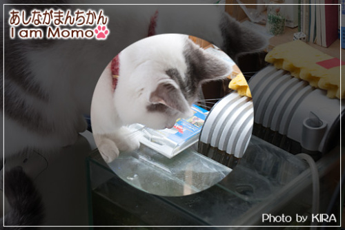 もも,猫,cat,足長マンチカン,水槽,munchkin_momo1410302.jpg