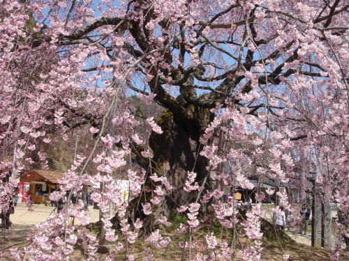 butaizakura3981.JPG