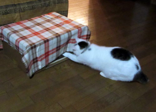 kotatsu2.JPG