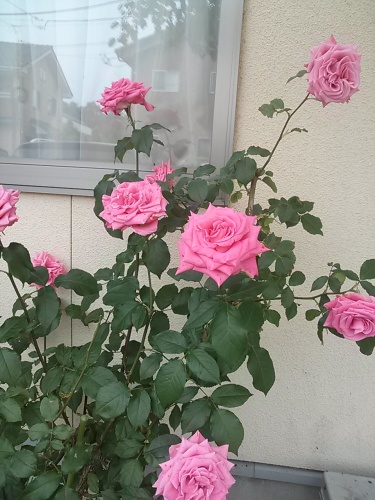 C:\fakepath\CAM00427.jpg