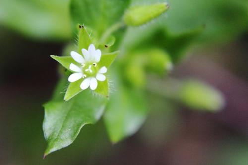 20160306 ハコベ 3.jpg