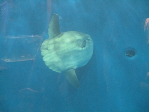 仙台うみの杜水族館