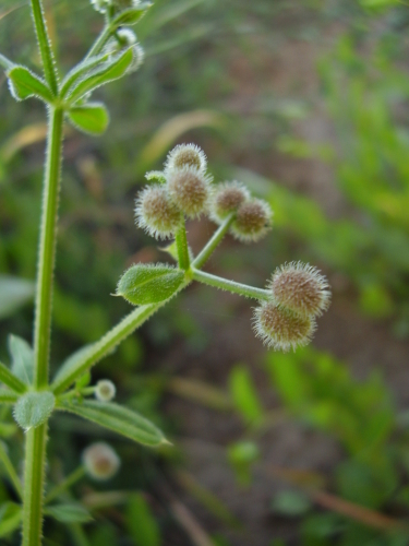 Galium_aparine_seeds_RJP_01.jpg