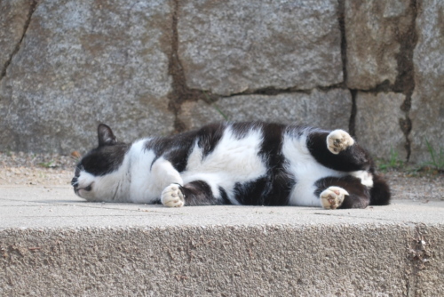 岸和田中央公園の悪猫5