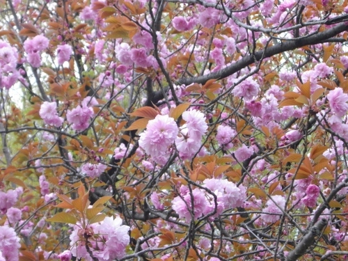 青梅丘陵青梅市内金比羅宮八重桜 (500x375).jpg