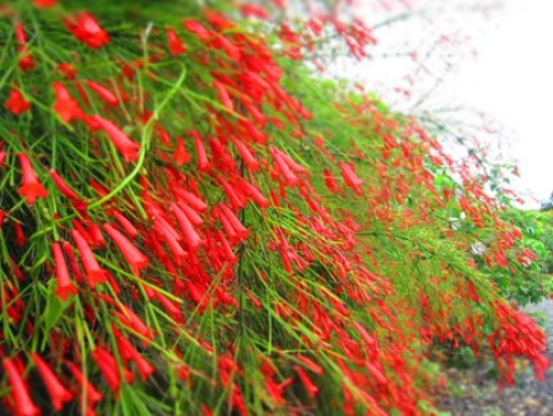 赤いラッパ花 （ハナチョウジ）.JPG