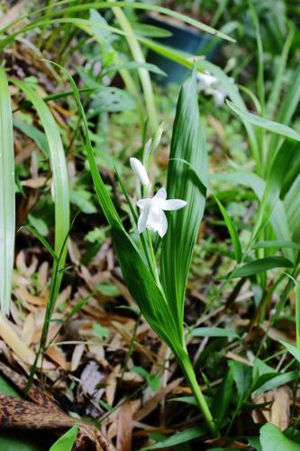 20160429 シラン白5.jpg