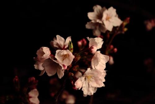 20160401 夜桜7.jpg