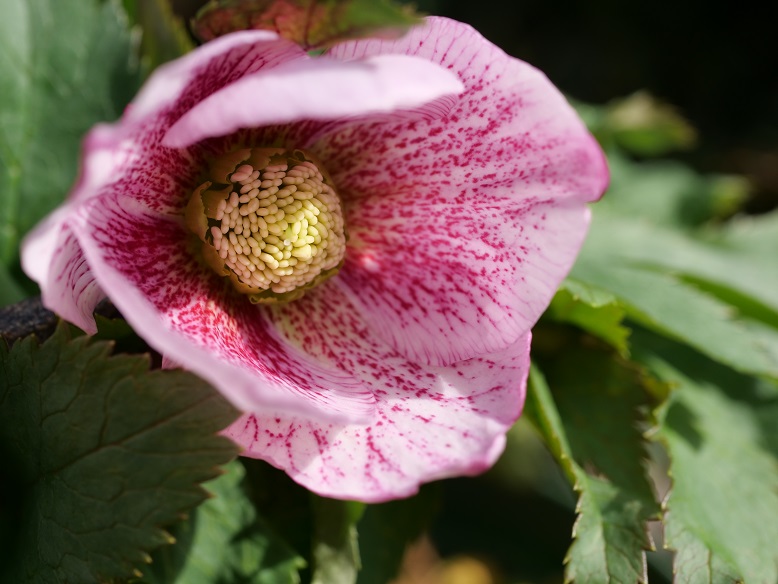 20th チベタヌス交配開花! | 植物男子ツボニワー - 楽天ブログ 20th チベタヌス交配開花! | 植物男子ツボニワー - 楽天ブログ