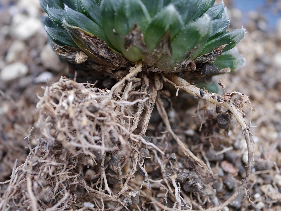 美しきズルゴル H.gordoniana DMC11040 TL, Zuurbron,top of the