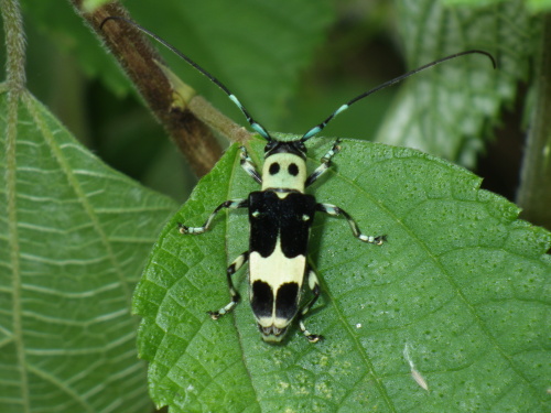 ラミーカミキリ