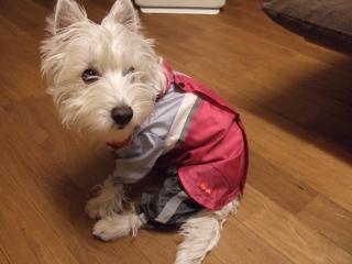 DSCF6931.jpg