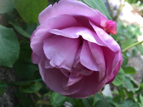 2016-04-12 15.44.00-1 - コピー.jpg