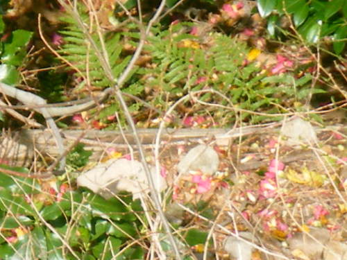 サルのお化粧の正体は (4).JPG