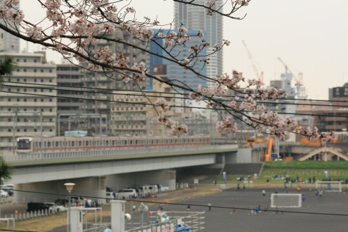 Cherry blossoms in Tamagawadai Park and Tokyu 5050 Series