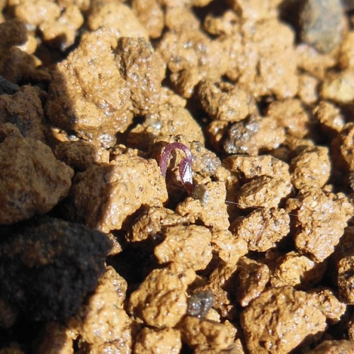 4-2(35日目) (2).JPG