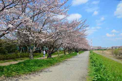 CHERRY BLOSSOM 3.Apr.2017 MIHASHI PARK-1.jpg