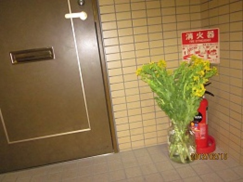 IMG_1682菜の花３.jpg