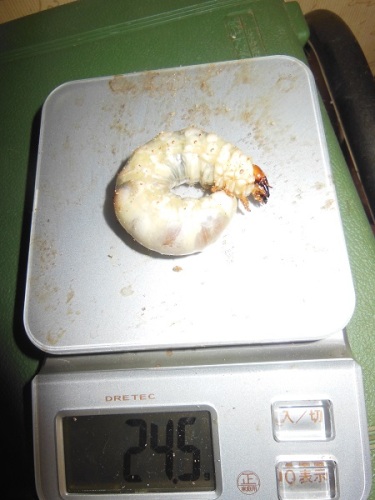 hB4cδ-17-17 (1).JPG