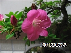 サツキ開花（品種不明）