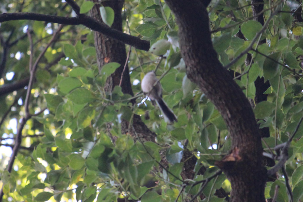 エナガ（明治神宮）