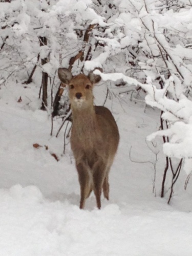 雪のシカ写真-73.jpg
