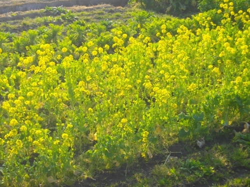 高塚山お花畑 (5) (500x375).jpg