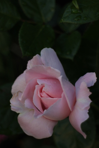 IMG_3627.JPG